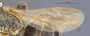 Media type: image;   Entomology 550 Aspect: Wing front